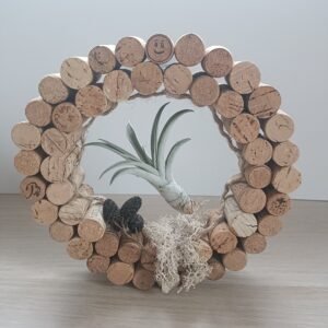 Composition Clara Végétale - Tillandsia